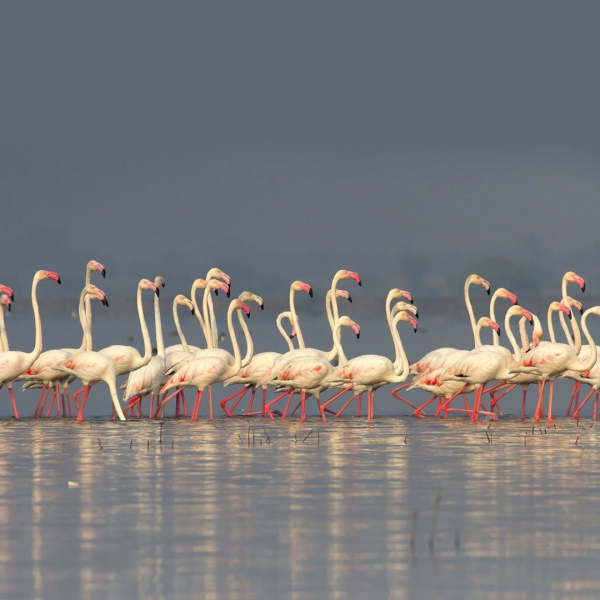 Bhigwan bird Sanctuary with Historical Temples
